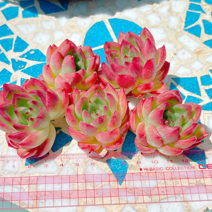 フロリディティール　A品