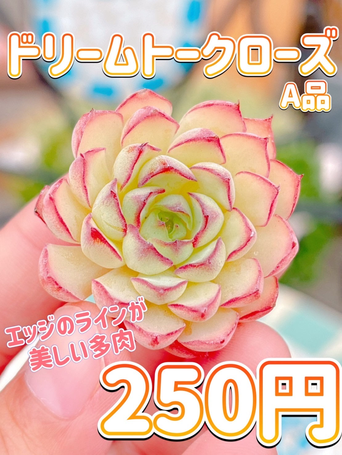ドリームトークローズ　A品