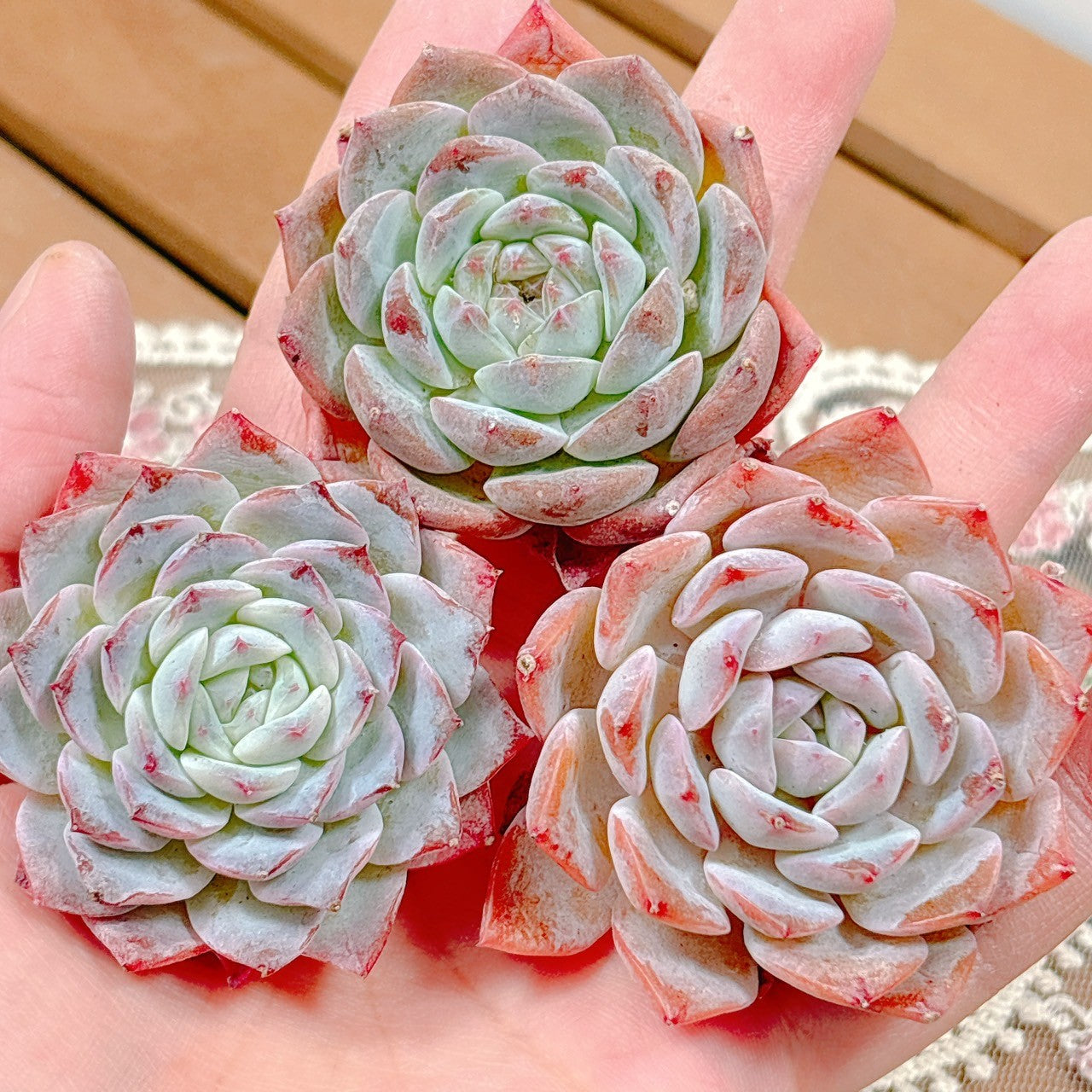 爆買い！ No.129 No.6 多肉植物（速報カタログ カット苗 ❁シャンペーン❁ エケベリア・セダム