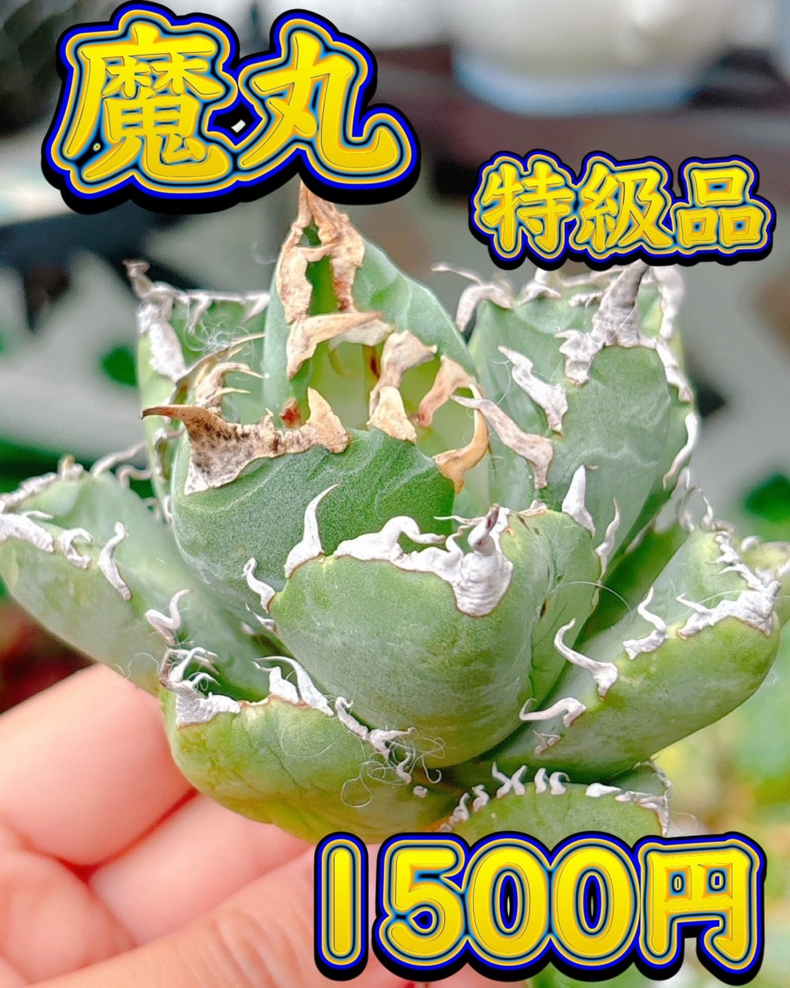 魔丸　特級品