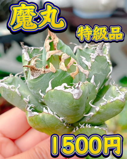 魔丸　特級品