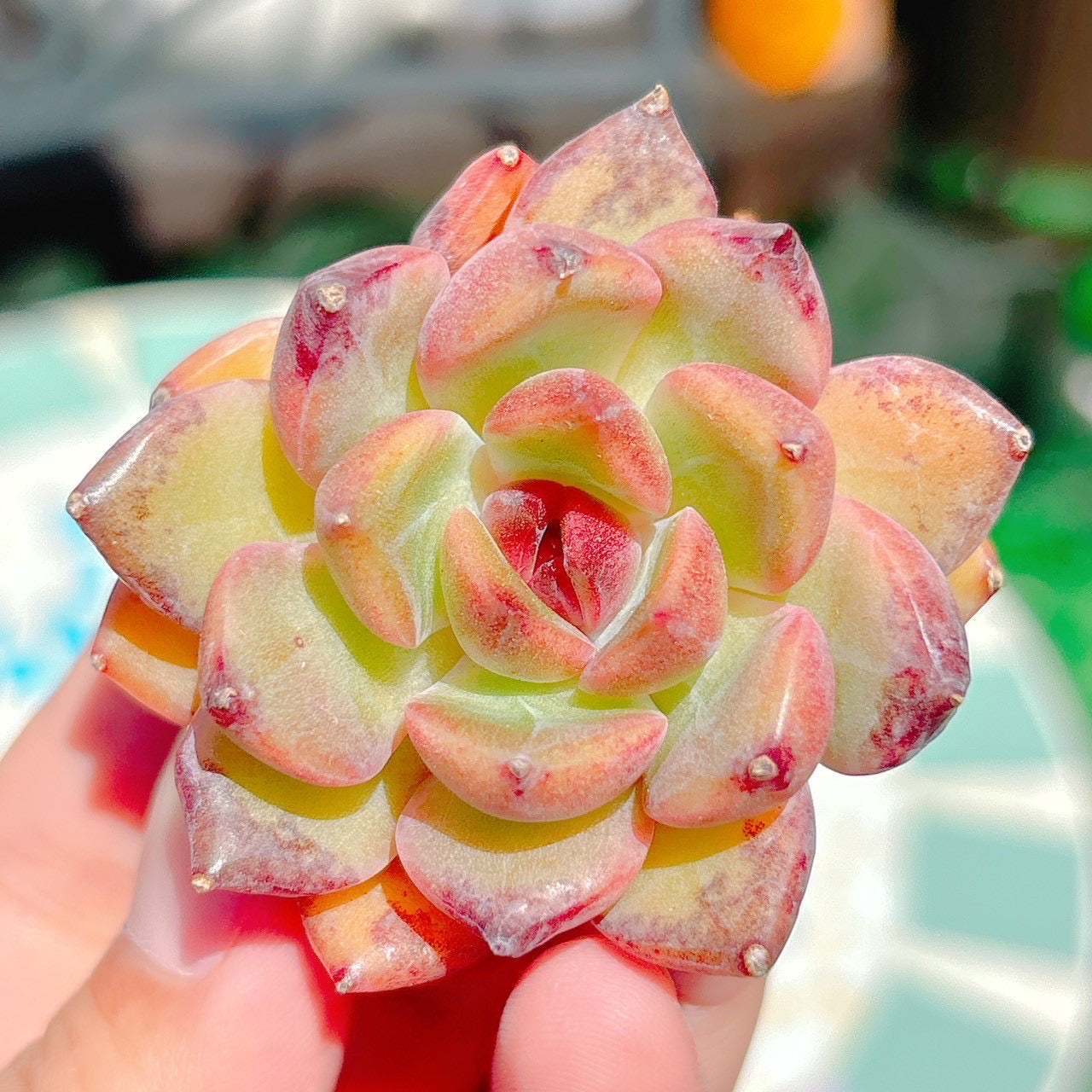 クレープミラトル　A品