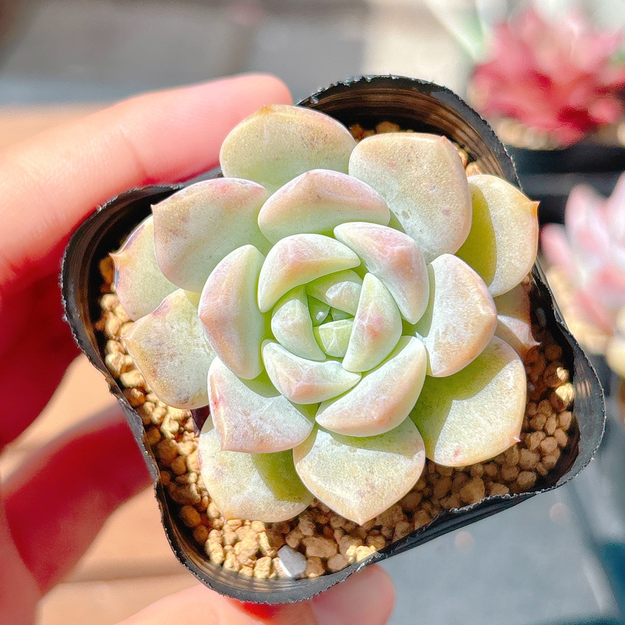 白桃　A品　34