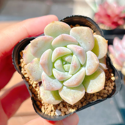 白桃　A品　34