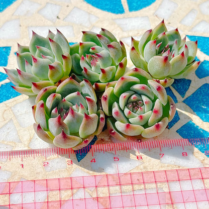 コロラータ　小苗　A品