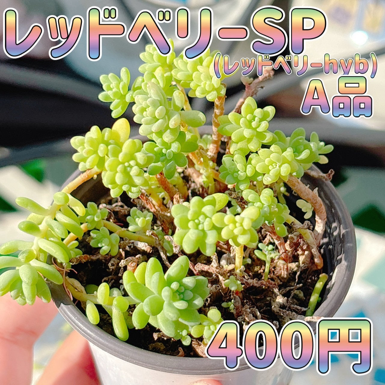 レッドベリーSP A品