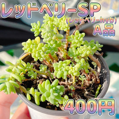 レッドベリーSP A品