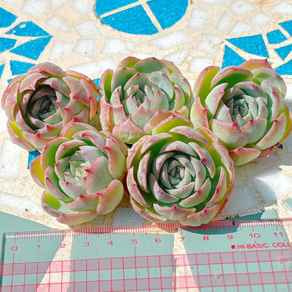 シルエット　A品