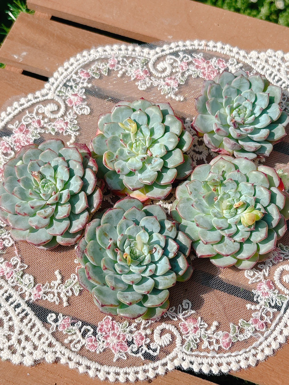 ホワイトミニマ　A品