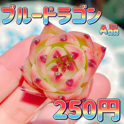 ブルードラゴン　A品