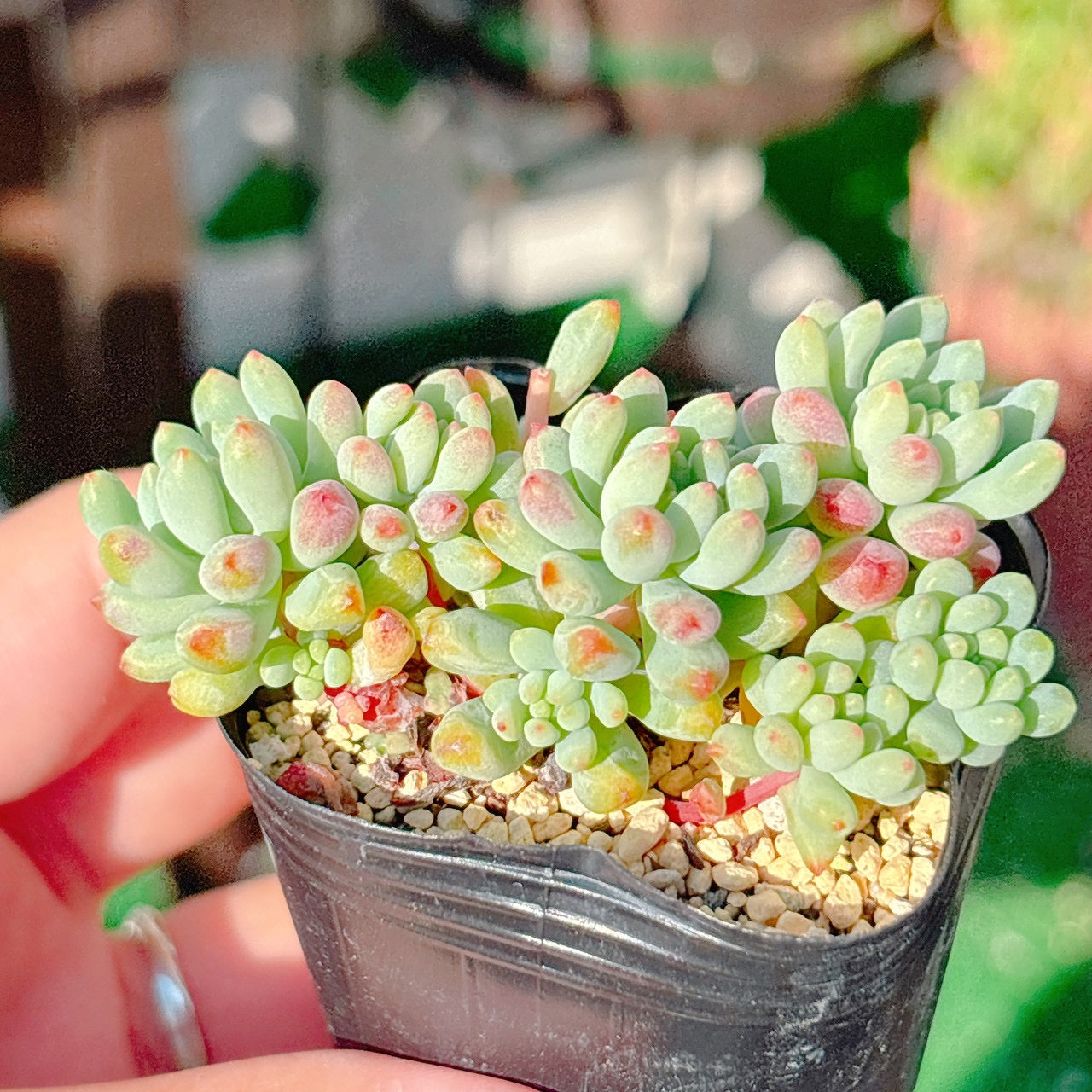 花火　A品　054