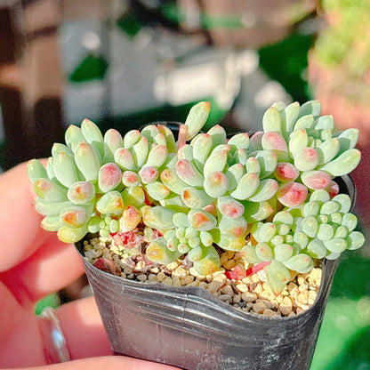 花火　A品　054