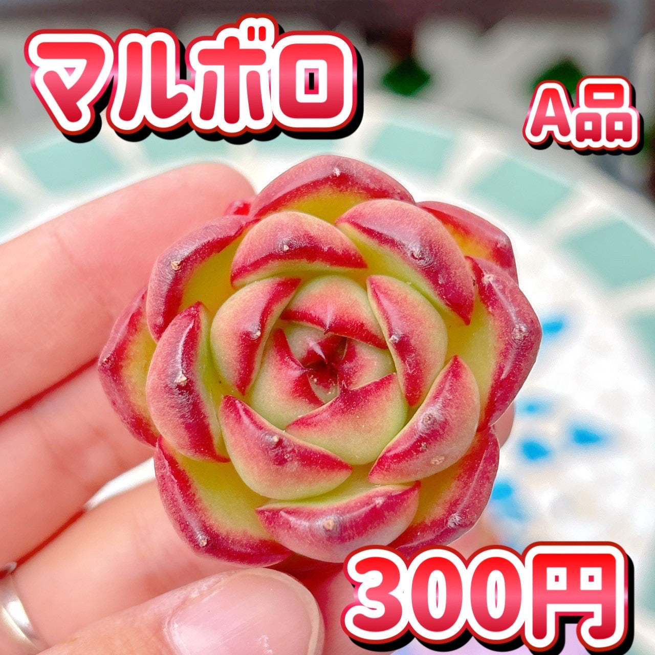マルボロ　A品