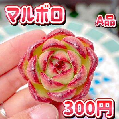 マルボロ　A品
