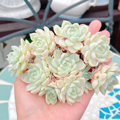 白月影群生　A品