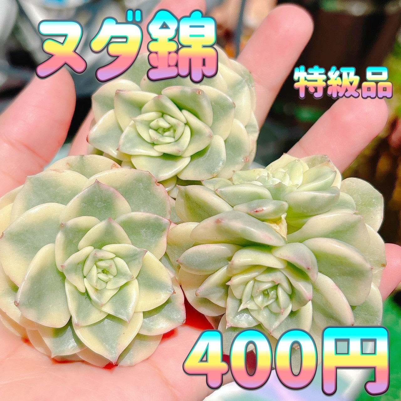 ヌダ錦　特級品