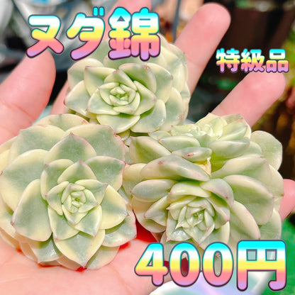 ヌダ錦　特級品