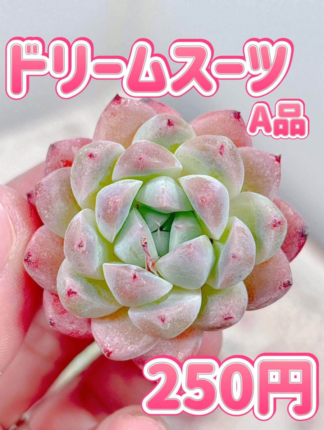 商品一覧 – Page 3 – Bull Succulent