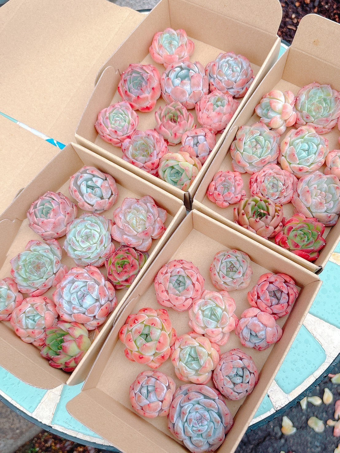 寄せ植えセット　特級品