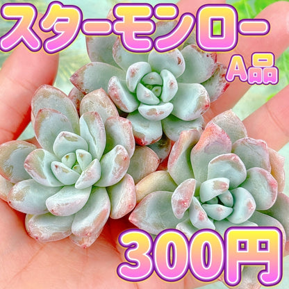 スターモンロー A品 – Bull Succulent