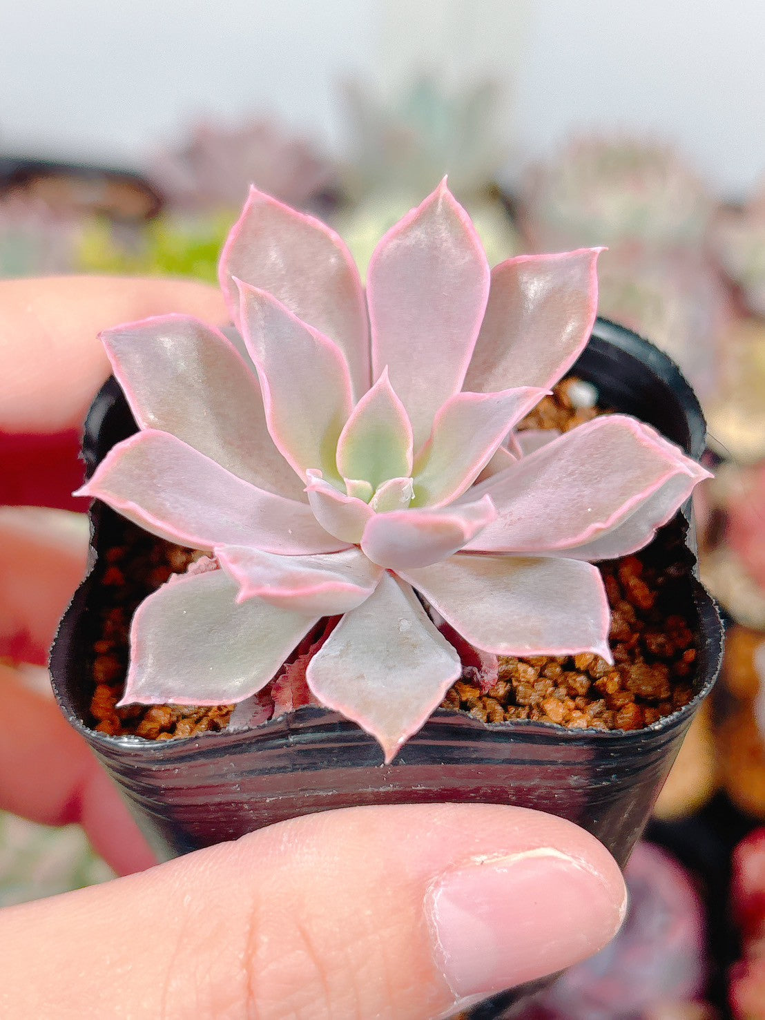 商品一覧 – Page 3 – Bull Succulent
