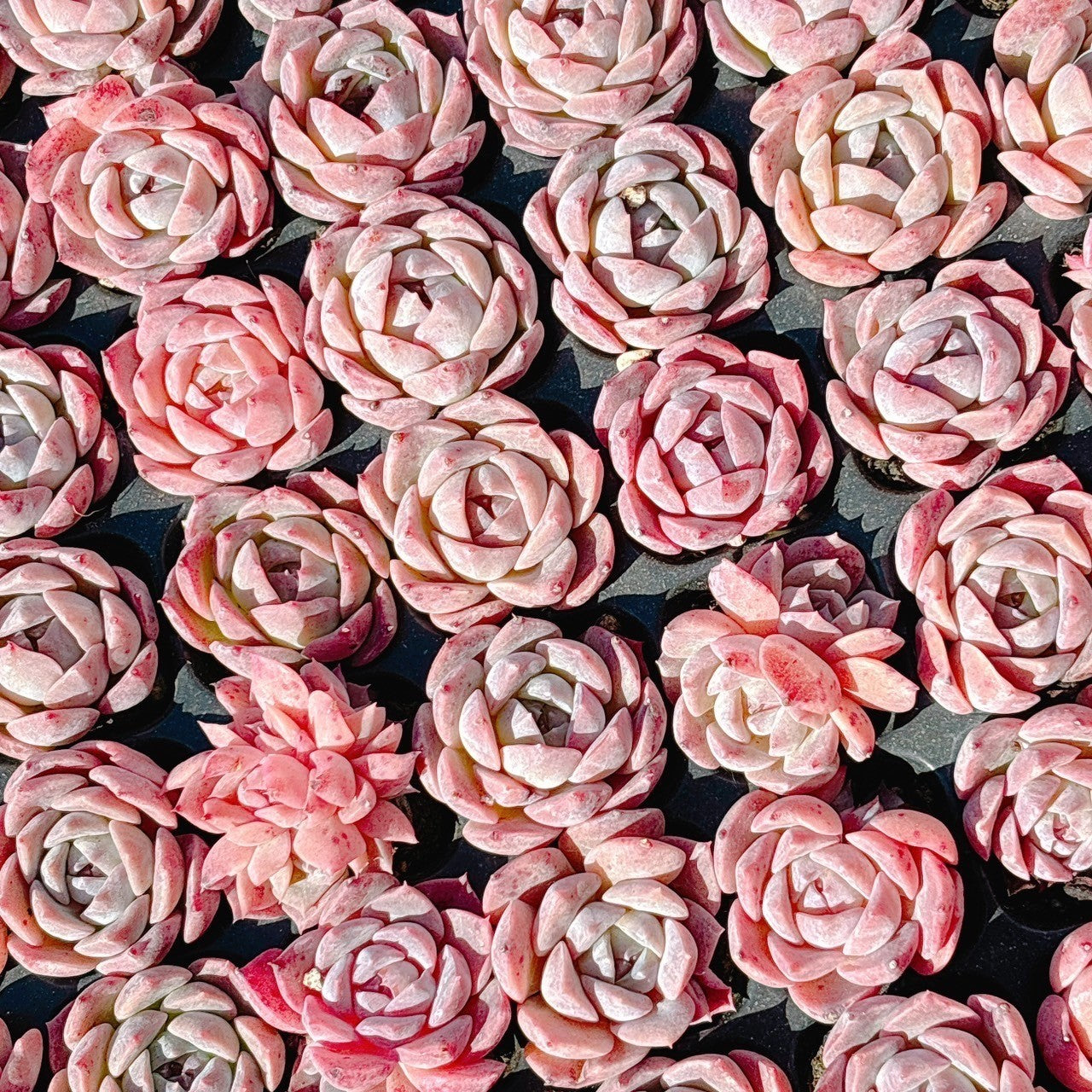 アイスドール A品 プラグ苗 – Bull Succulent