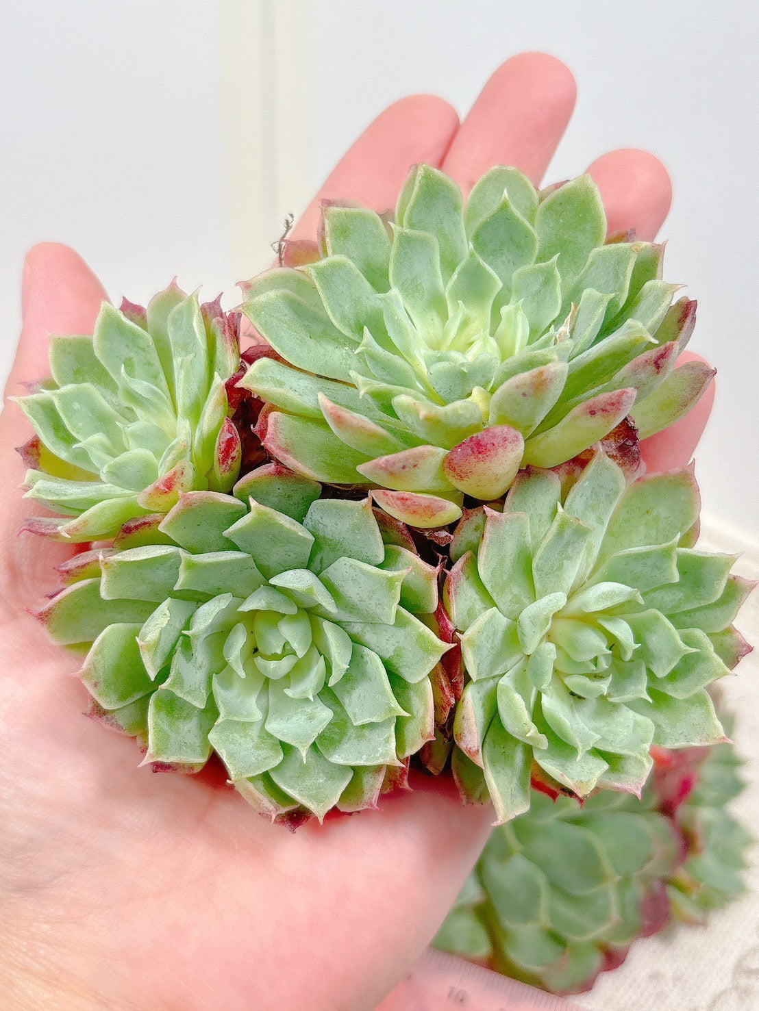 (農園プラティナ)(同梱発送) 韓国苗 / 多肉植物 / サボテン)エケベリア キューティエンゼル v0228-122 ☆エケベリア カシスポール BL0423-029 (農園プラティナ)(同梱発送