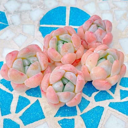 ホワイトダイヤモンド　A品