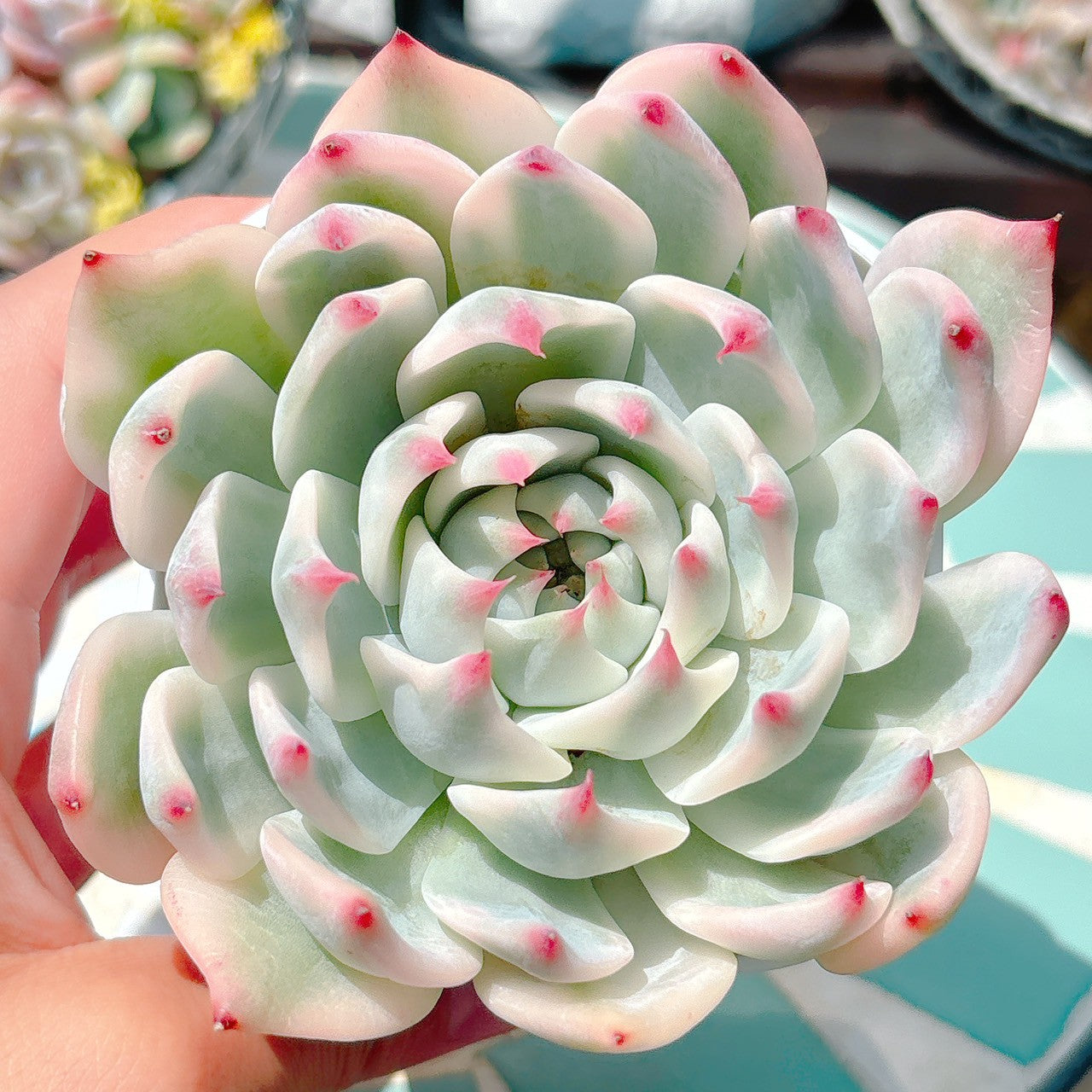 チワワエンシス錦　特級品　31