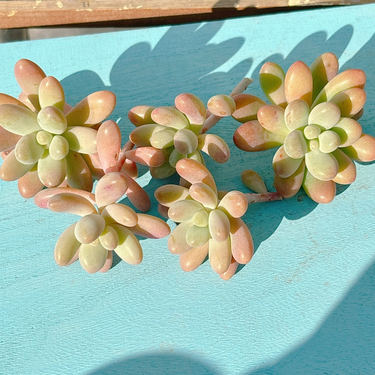 ファットスター エケベリア – Bull Succulent