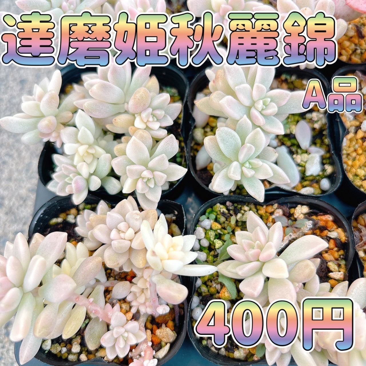 達磨姫秋麗錦　A品