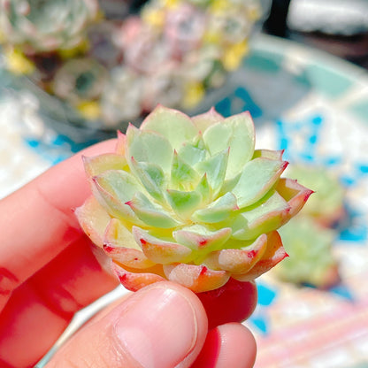 オレンジザラゴーサ　A品