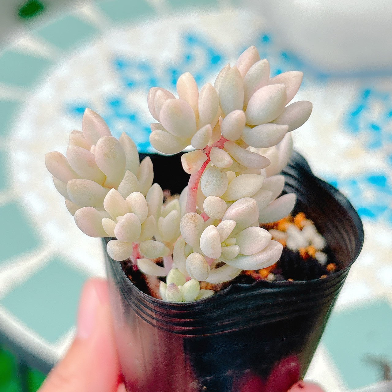 達磨姫秋麗錦　A品　10