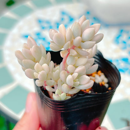 達磨姫秋麗錦　A品　10