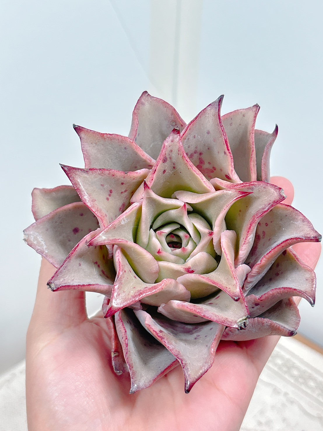 多肉植物の販売・通販サイト | Bull Succulent(ブルサキュレント)
