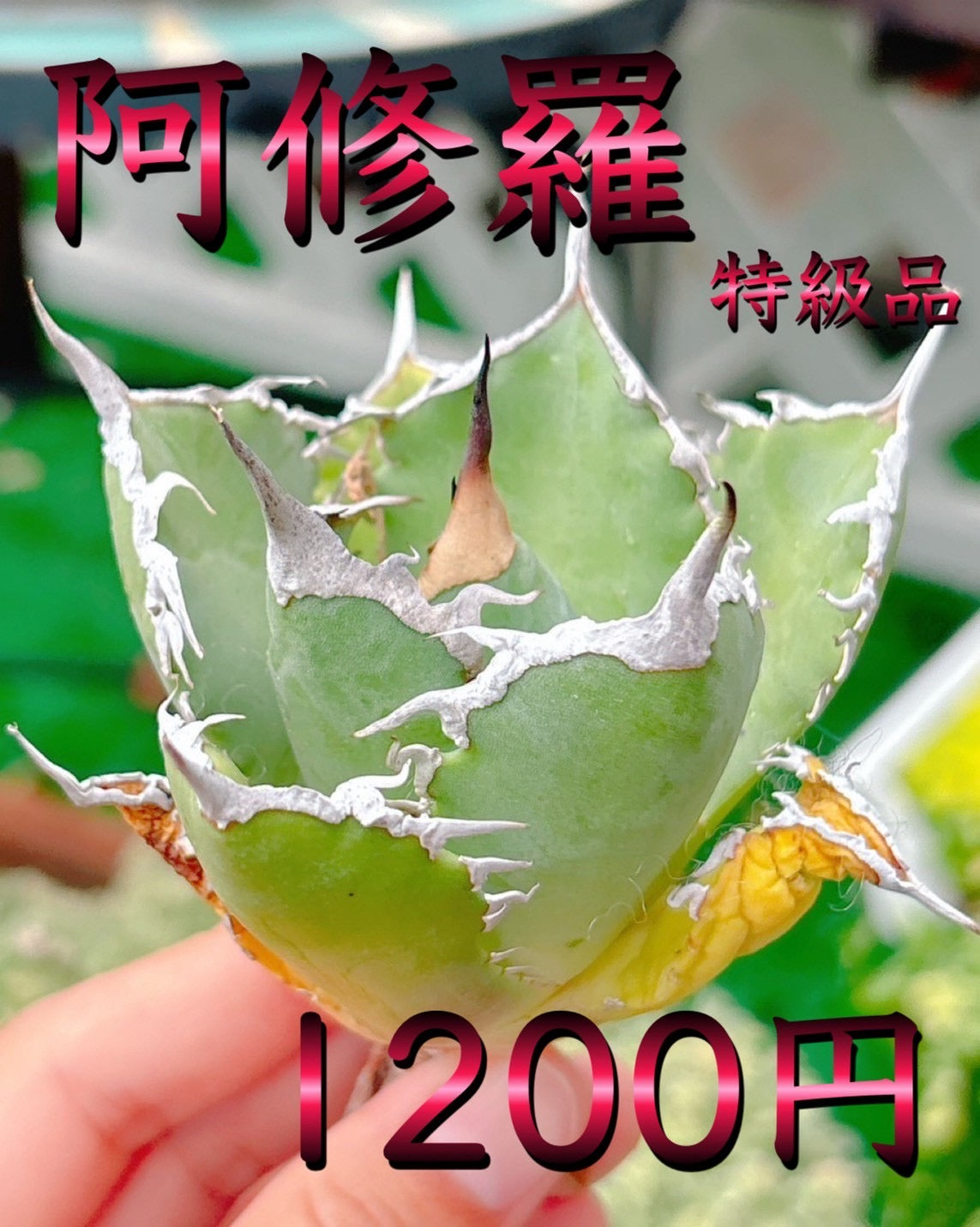 阿修羅　特級品