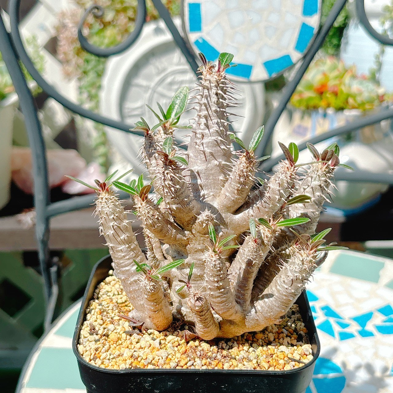 パキポディウム　ロスラーツム　特級品