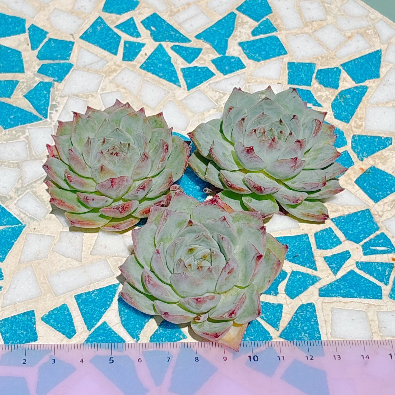 シックスター　A品