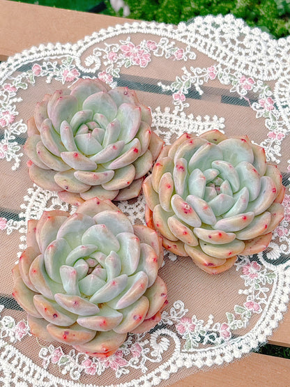 アリエル　特級品