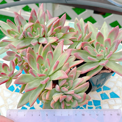 ラタムhyb