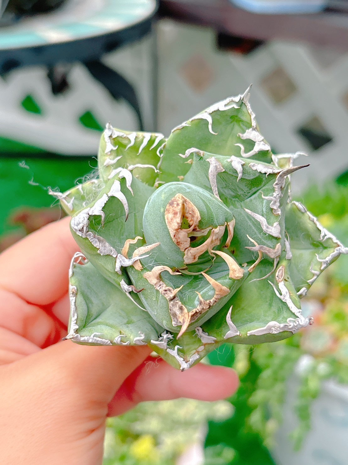 魔丸　特級品