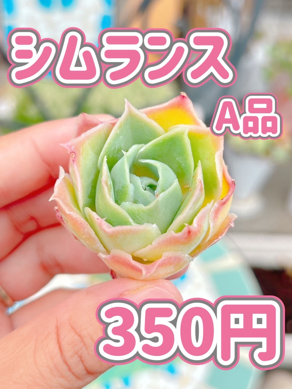 シムランス　A品