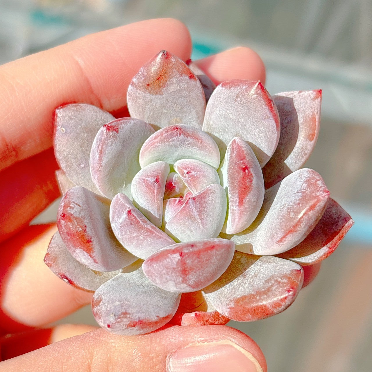 ミルクキャップ　多肉植物 ミルクキャプ A品 – Bull Succulent