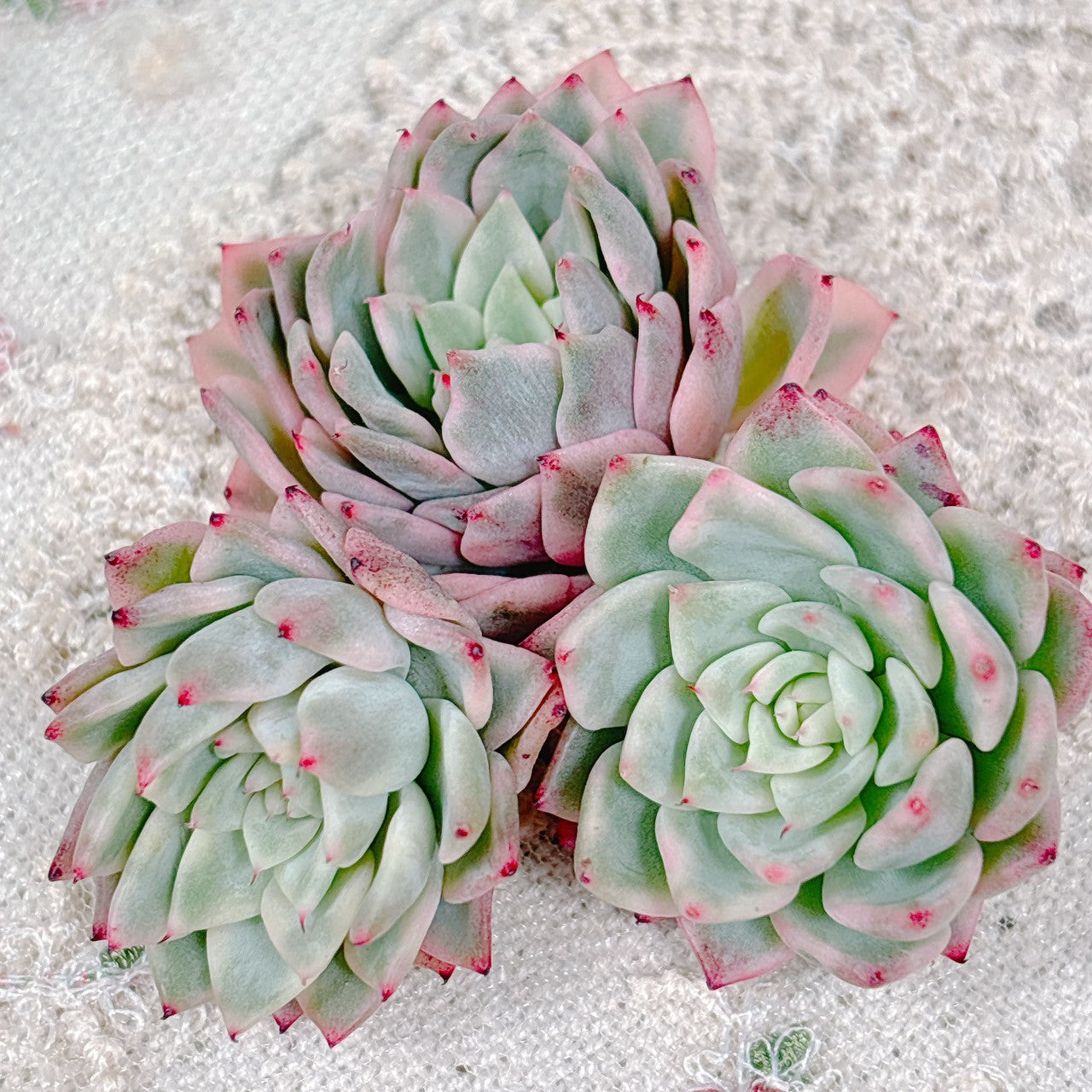 多肉植物　ザラゴーサ錦　覆輪 多肉植物 おらいさん苗 青札 ざわわ×黒爪ザラゴーサ ② 札無し