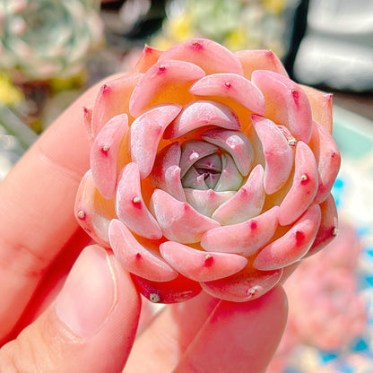 カンティクル×ピンクザラゴーサ　特級品