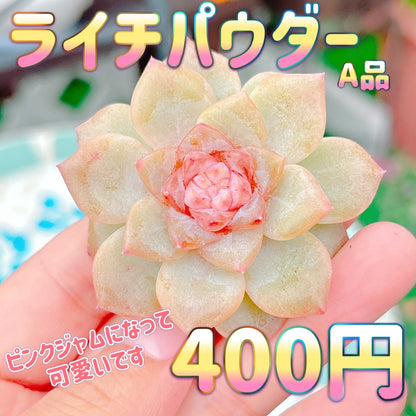 ライチパウダー　A品