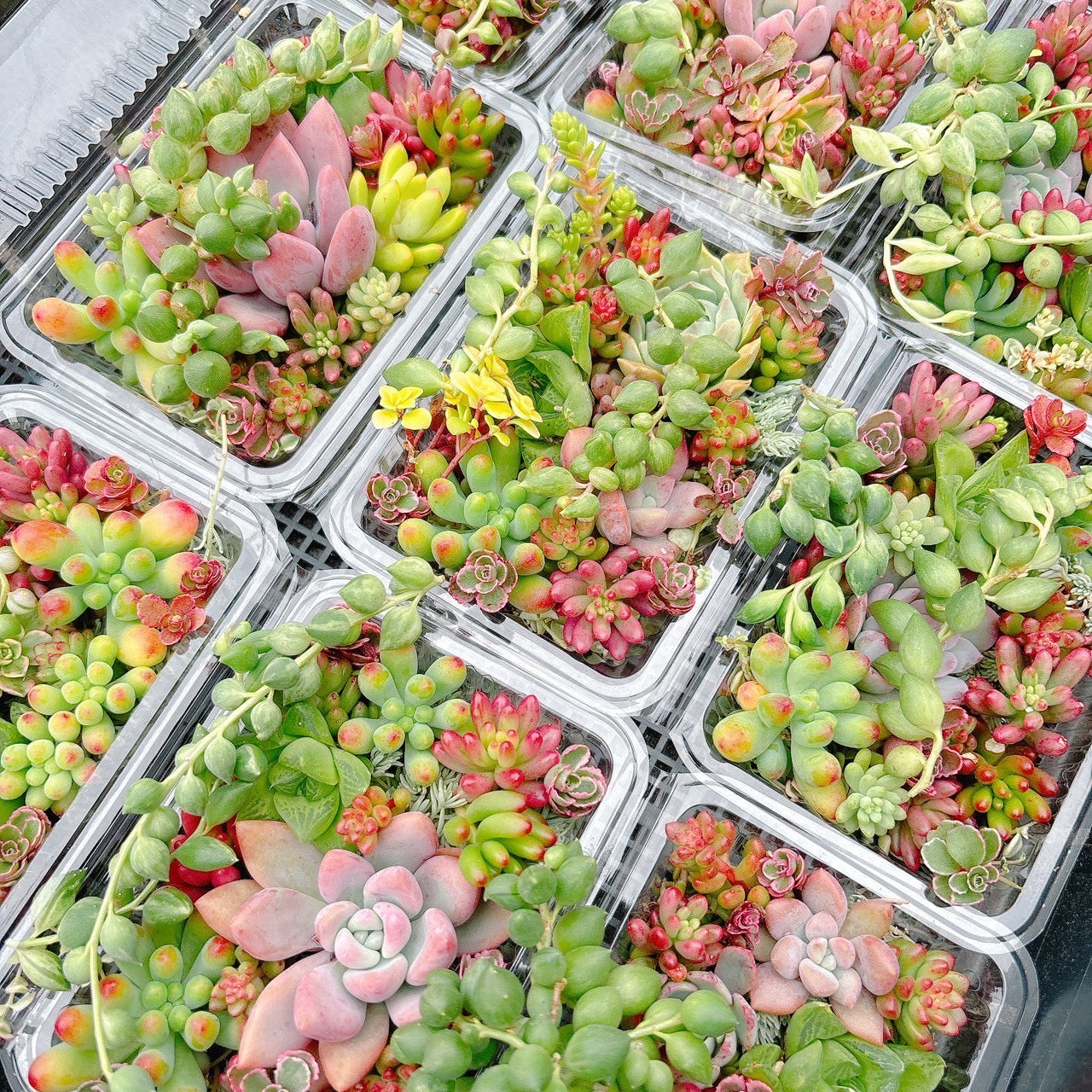 寄せ植えセット　A品