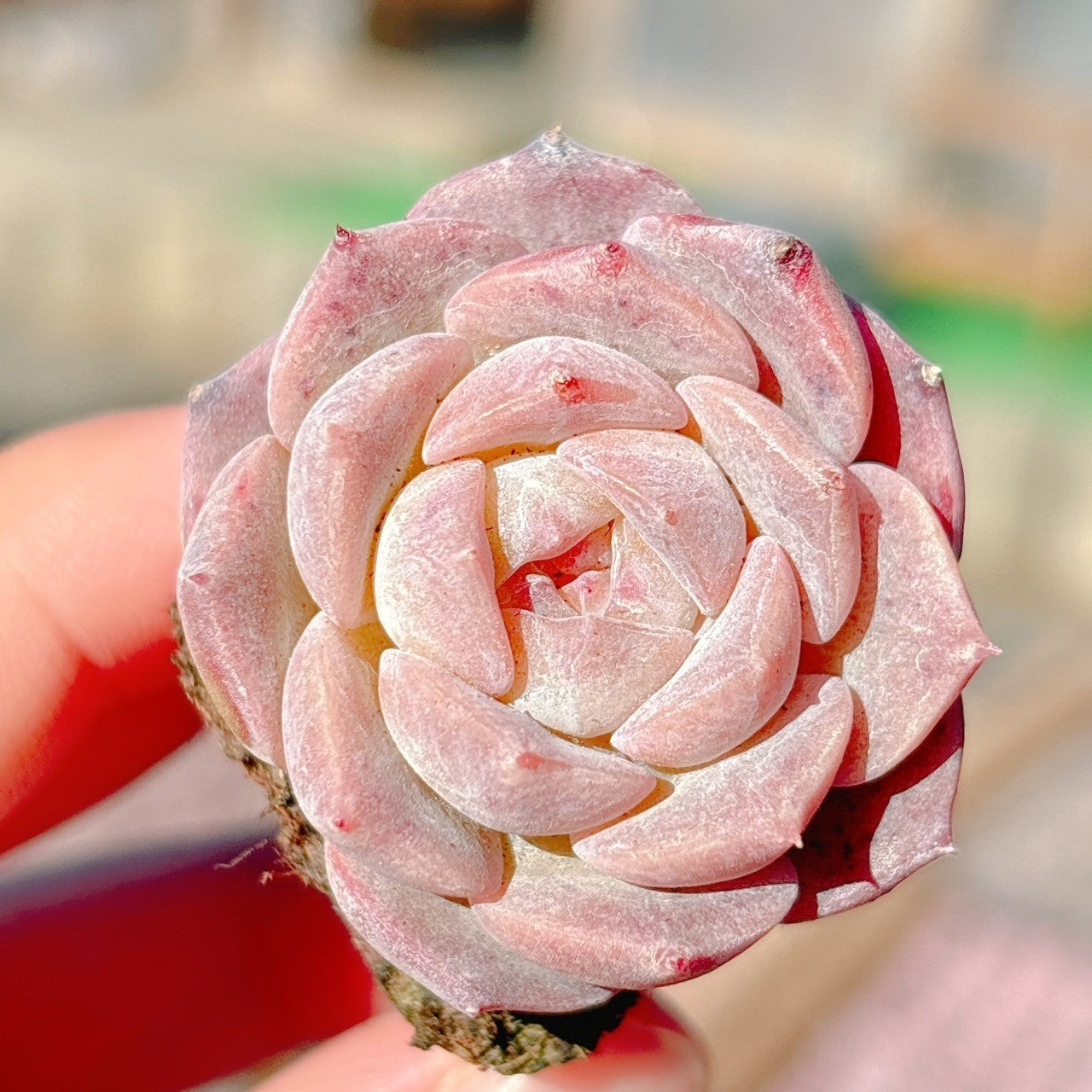 アイスドール A品 プラグ苗 – Bull Succulent