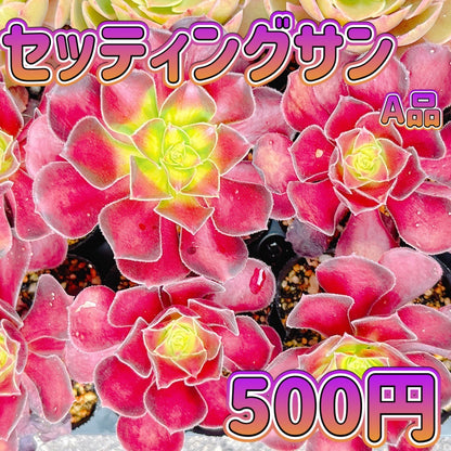 セッティングサン　A品