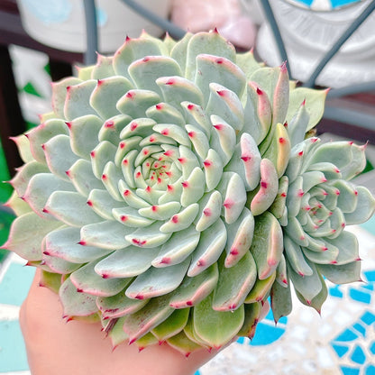 原種ザラゴーサ　A品　14
